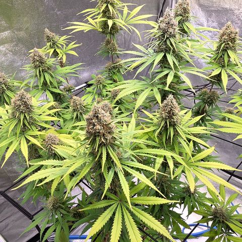 Mexican growlog timeline photo