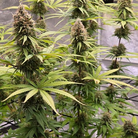 Mexican growlog timeline photo