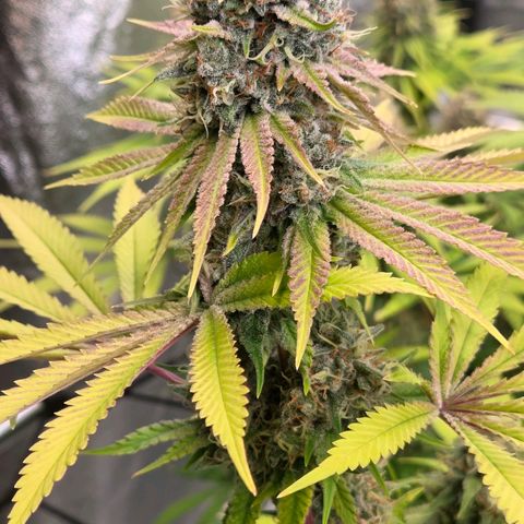 Diesel growlog timeline photo