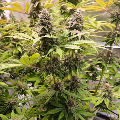 Diesel growlog timeline photo