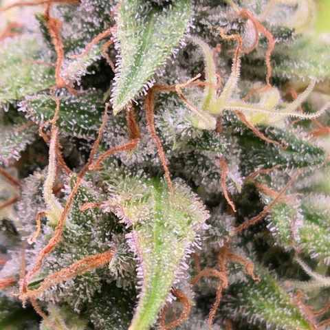 Diesel growlog timeline photo