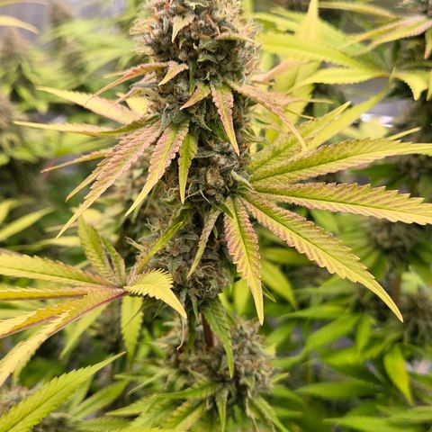 Diesel growlog timeline photo