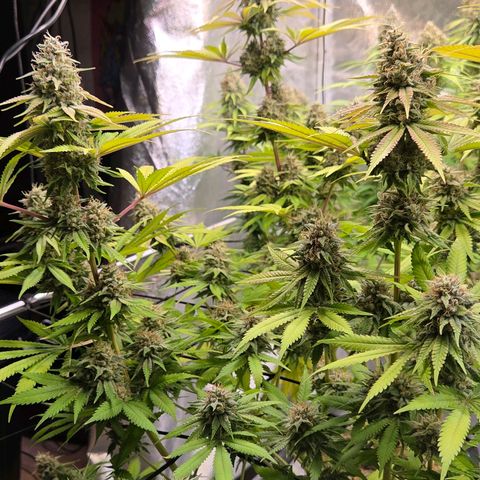 Diesel growlog timeline photo