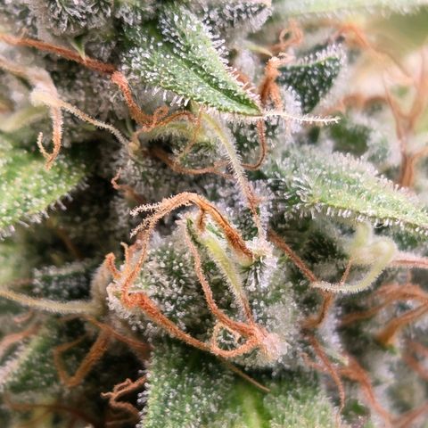 Diesel growlog timeline photo