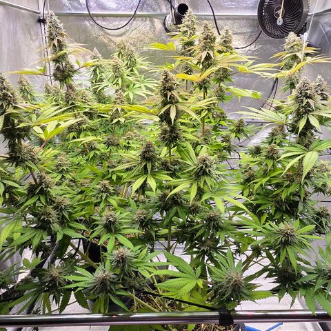 Diesel growlog timeline photo