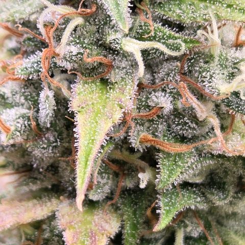 Diesel growlog timeline photo