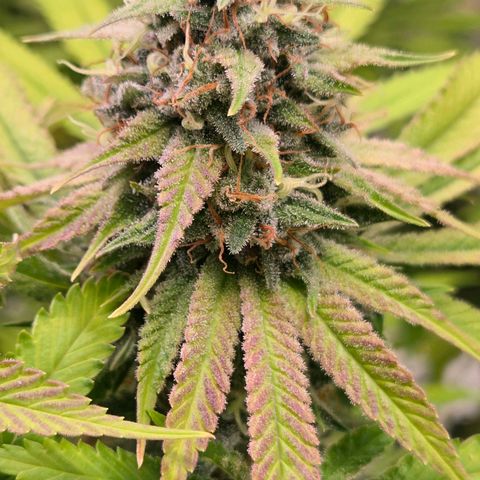 Diesel growlog timeline photo