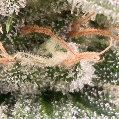 Diesel growlog photo: Trichome drei - vier Stationen unter den Head Buds.