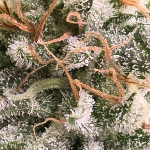 Diesel growlog photo: Trichome drei - vier Stationen unter den Head Buds.