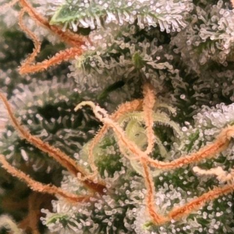 Diesel growlog photo: Trichome drei - vier Stationen unter den Head Buds.
