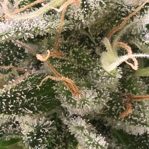 Diesel growlog photo: Trichome drei - vier Stationen unter den Head Buds.