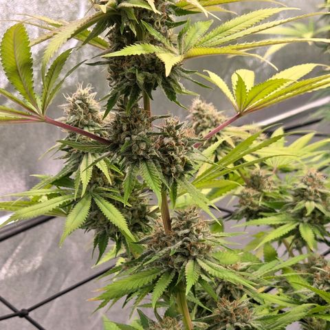 Diesel growlog timeline photo