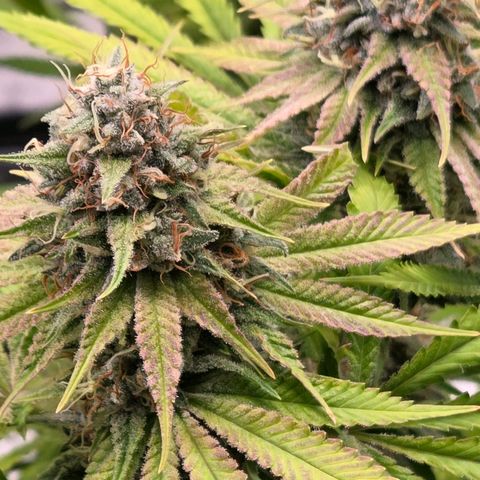 Diesel growlog timeline photo