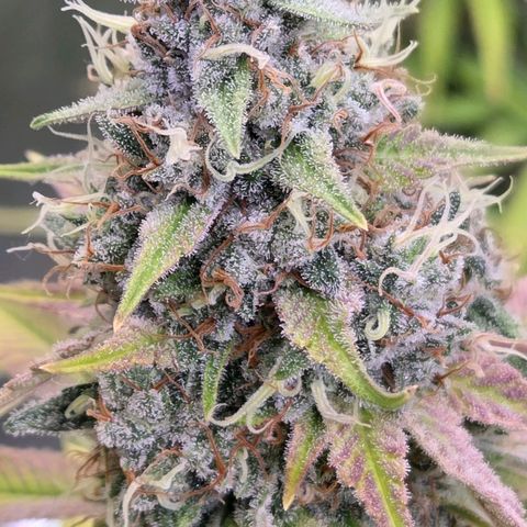 Diesel growlog timeline photo