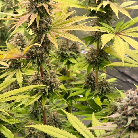 Diesel growlog timeline photo