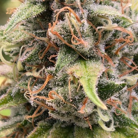Diesel growlog timeline photo