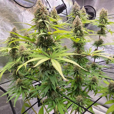 Mexican growlog timeline photo