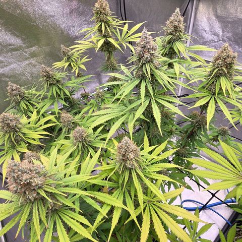 Mexican growlog timeline photo