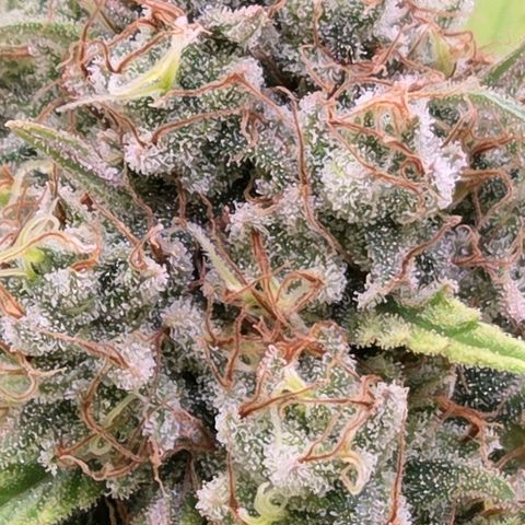 Mexican growlog timeline photo