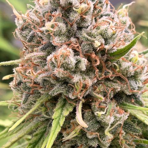 Mexican growlog timeline photo