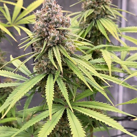 Mexican growlog timeline photo