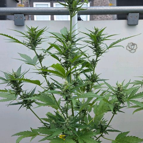 Skitti 1 growlog timeline photo