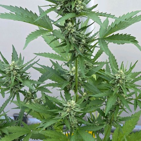 Skitti 1 growlog timeline photo