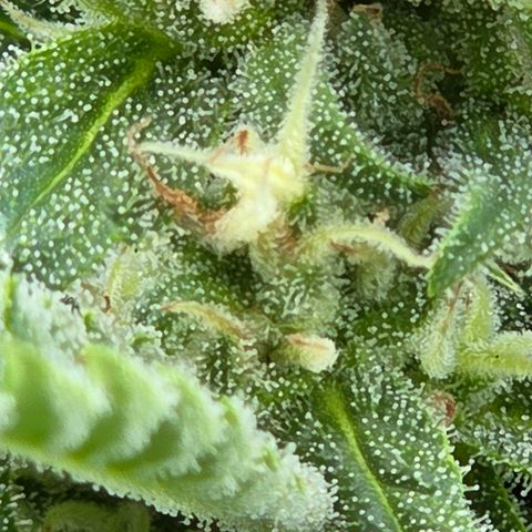 Skitti 1 growlog timeline photo