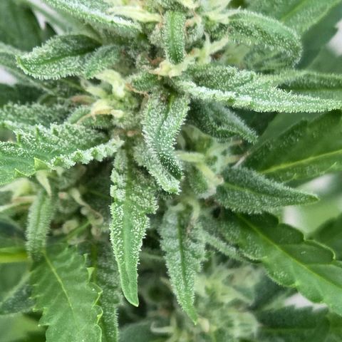 Skitti 1 growlog timeline photo
