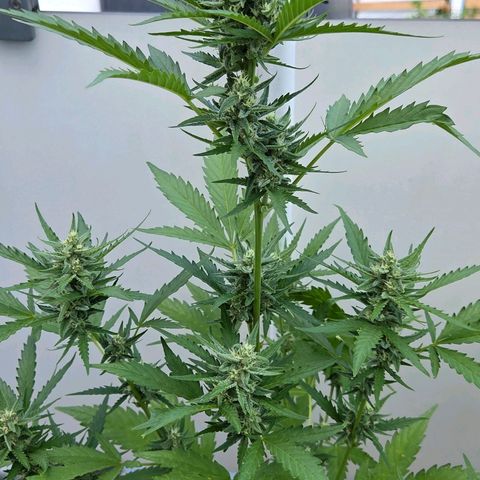 Skitti 1 growlog timeline photo