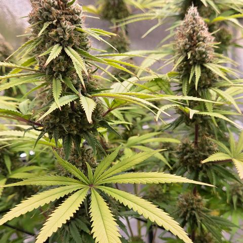 Mexican growlog photo: Wunderschön !
Aber - heute eine näher betrachtete Trichomereife.
Wie weit es da wohl ist ?