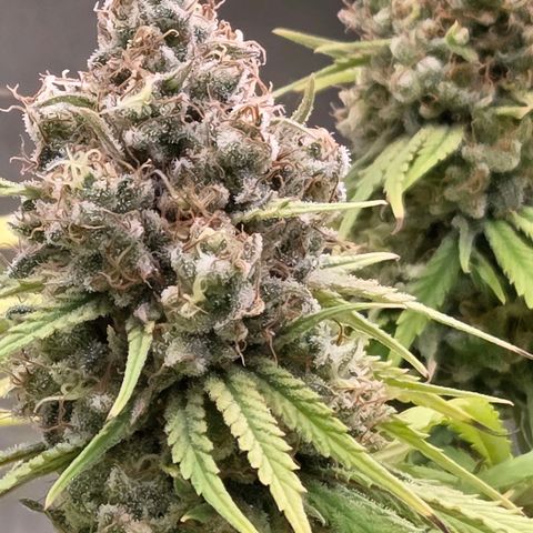 Mexican growlog photo: Wunderschön !
Aber - heute eine näher betrachtete Trichomereife.
Wie weit es da wohl ist ?