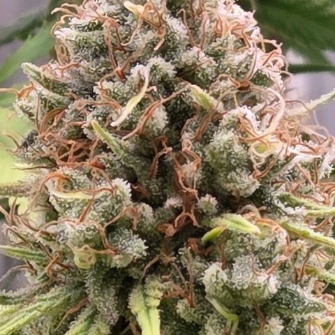 Mexican growlog photo: Wunderschön !
Aber - heute eine näher betrachtete Trichomereife.
Wie weit es da wohl ist ?