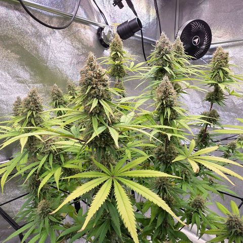 Mexican growlog photo: Wunderschön !
Aber - heute eine näher betrachtete Trichomereife.
Wie weit es da wohl ist ?