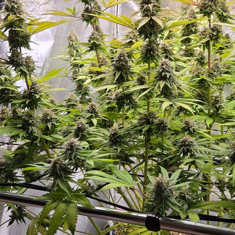 Diesel growlog timeline photo