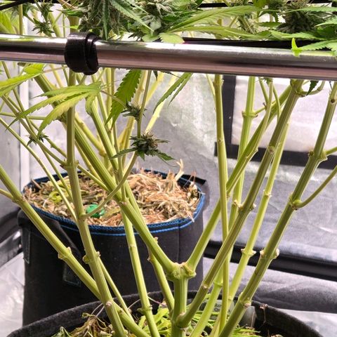 Diesel growlog timeline photo