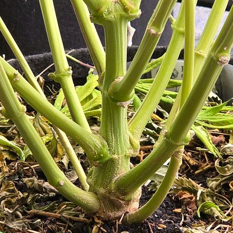 Diesel growlog timeline photo