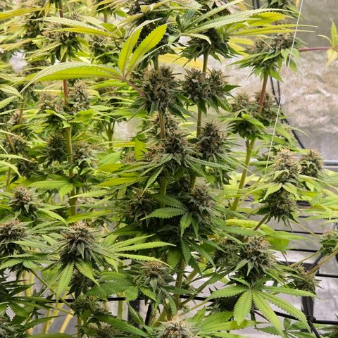 Diesel growlog timeline photo