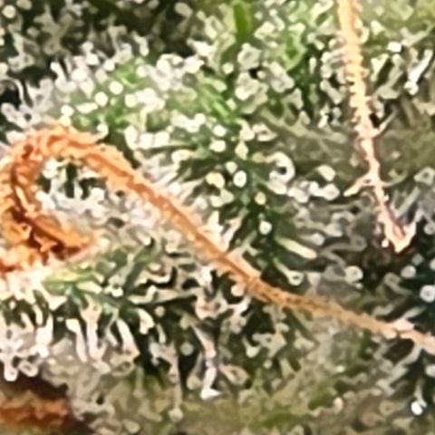 Diesel growlog timeline photo