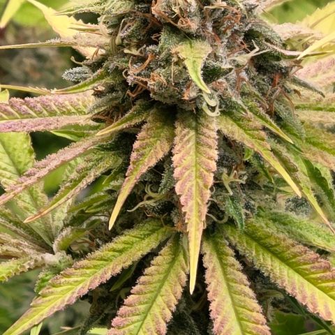 Diesel growlog timeline photo