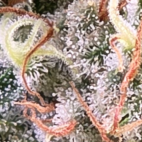 Diesel growlog timeline photo