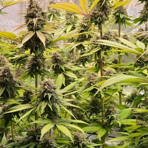 Diesel growlog timeline photo