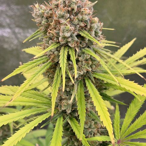 Mexican growlog timeline photo