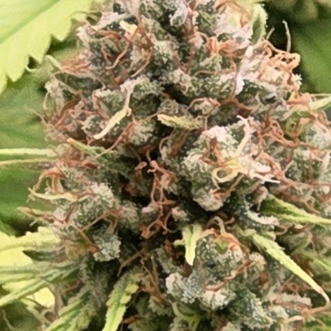 Mexican growlog timeline photo