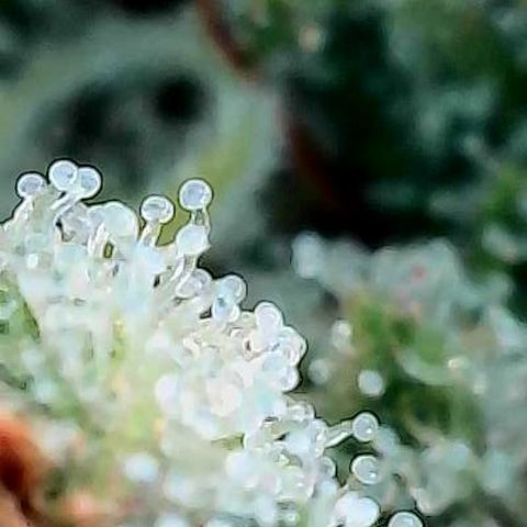 Mexican growlog photo: Trichome im oberen Headbud Bereich von verschiedenen Buds u stellen.