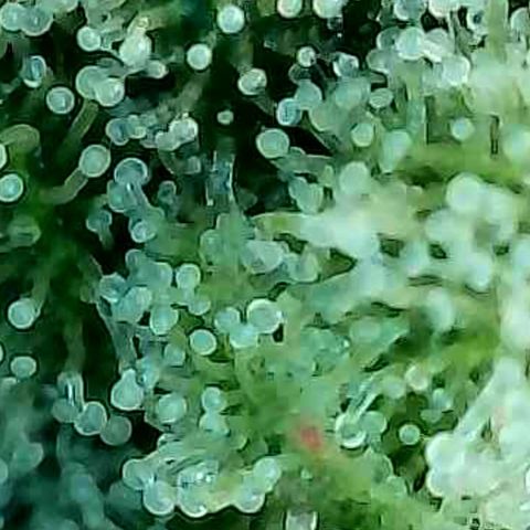 Mexican growlog photo: Trichome im oberen Headbud Bereich von verschiedenen Buds u stellen.
