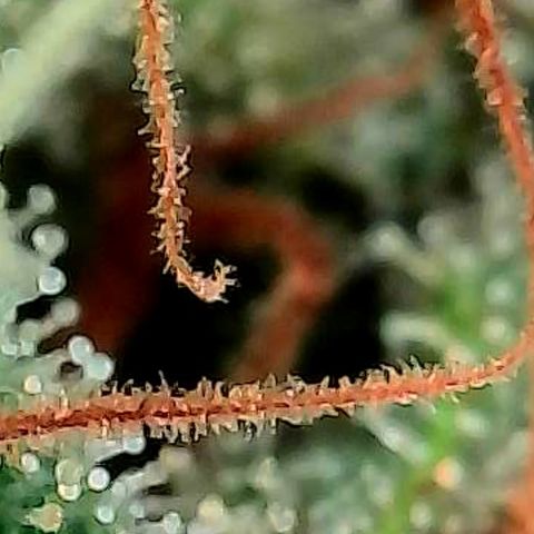 Mexican growlog photo: Trichome im oberen Headbud Bereich von verschiedenen Buds u stellen.