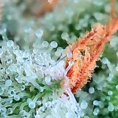 Mexican growlog photo: Trichome im oberen Headbud Bereich von verschiedenen Buds u stellen.