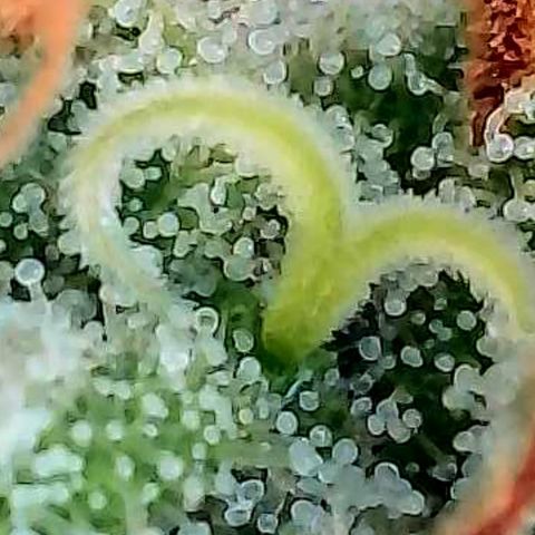 Mexican growlog photo: Trichome im oberen Headbud Bereich von verschiedenen Buds u stellen.