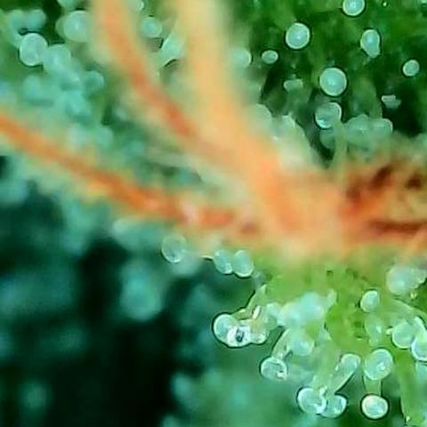 Mexican growlog photo: Trichome im oberen Headbud Bereich von verschiedenen Buds u stellen.